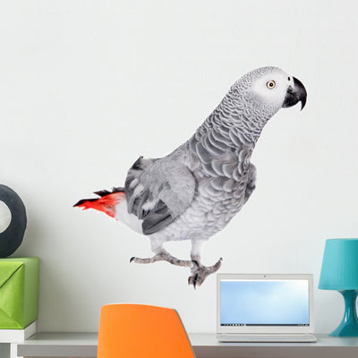 African Grey Parrot White Wall Decal shown on a wall