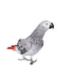 African Grey Parrot, Isolated on White Background Wall Decal