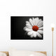 Daisy on Black Background Wall Mural