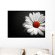 Daisy on Black Background Wall Mural