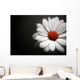 Daisy on Black Background Wall Mural