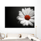 Daisy on Black Background Wall Mural