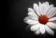 Daisy on Black Background Wall Mural