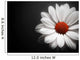 Daisy on Black Background Wall Mural