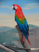 Parrot Wall Mural