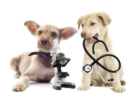 Puppy and Microscope Wall Decal