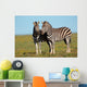 Pair Pf Plains Zebras