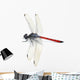 Dragonfly Red White