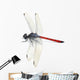Dragonfly Red White