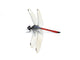 Dragonfly Red White