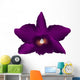 Pink Cattleya Orchid White