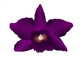 Pink Cattleya Orchid White