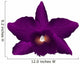Pink Cattleya Orchid White