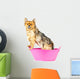 Pomeranian Dog Taking Bath