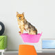 Pomeranian Dog Taking Bath