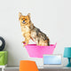 Pomeranian Dog Taking Bath