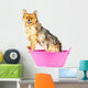 Pomeranian Dog Taking Bath