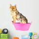 Pomeranian Dog Taking Bath
