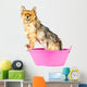 Pomeranian Dog Taking Bath