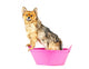 Pomeranian Dog Taking Bath