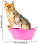 Pomeranian Dog Taking Bath