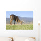 Whitetail buck grazing Wall Mural
