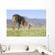 Whitetail buck grazing Wall Mural
