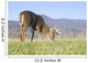 Whitetail buck grazing Wall Mural