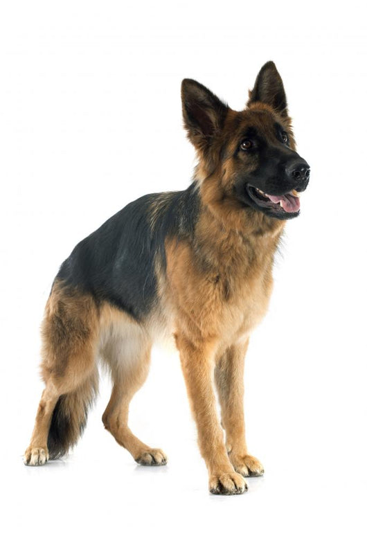 German Shepherd Wall Decal