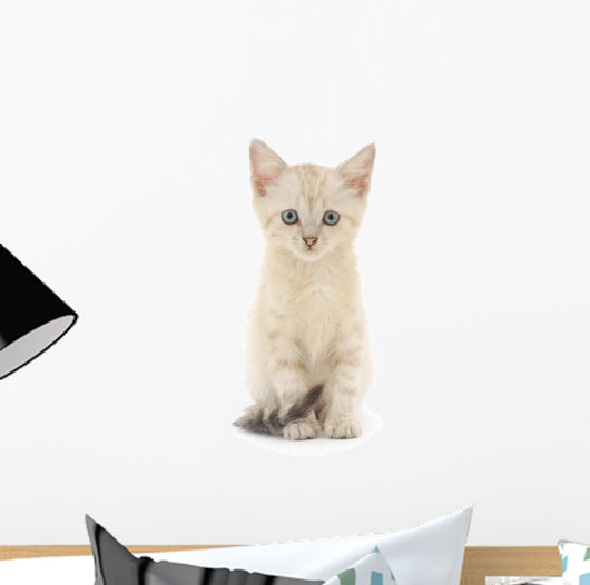 Kitten White
