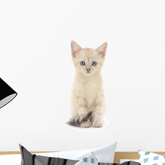 Kitten White