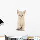 Kitten White