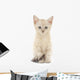 Kitten White