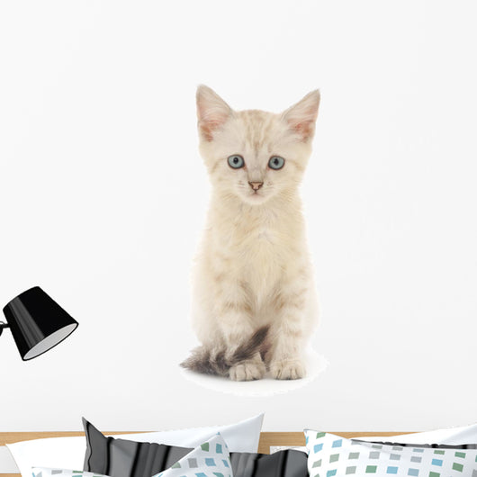 Kitten White