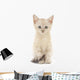 Kitten White