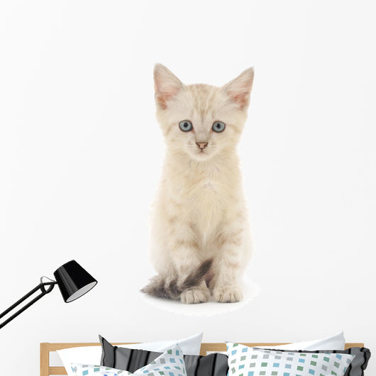 Kitten White