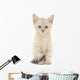 Kitten White