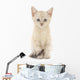Kitten White