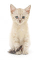 Kitten White