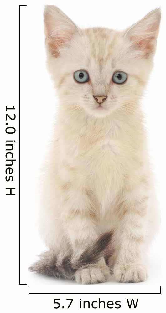 Kitten White