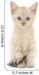 Kitten White