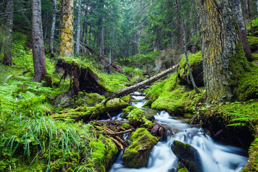 Forest River