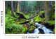 Forest River