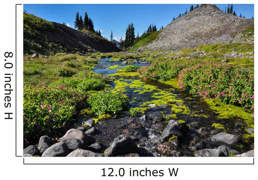Paradise Trail Mount Rainier