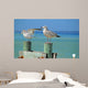 Seagulls Pier