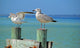 Seagulls Pier