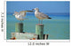 Seagulls Pier