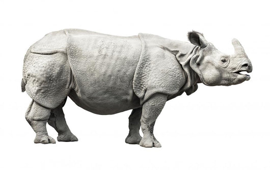 Rhino Wall Decal