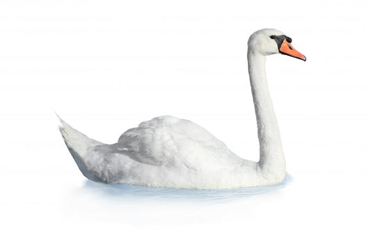 Bird swan Wall Decal