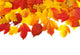 autumn leaves Wall Decal